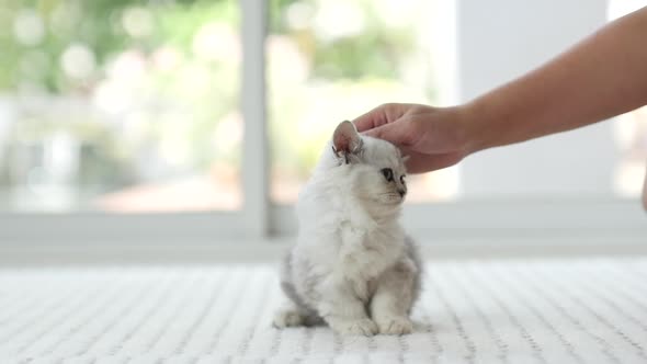 Woman Hand Petting A Kitten Head