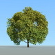 Tree_Spring_WindAnimation - 3DOcean Item for Sale