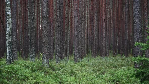 The Feet Of A Pine Tree Forest