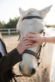 Wedding couple hands with rings over the horse - PhotoDune Item for Sale