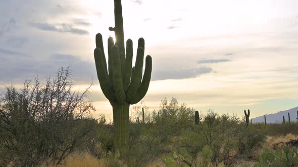 Sunburst shining through backlit saguaro cactus, tilt-up shot.