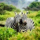 Happy African Logo