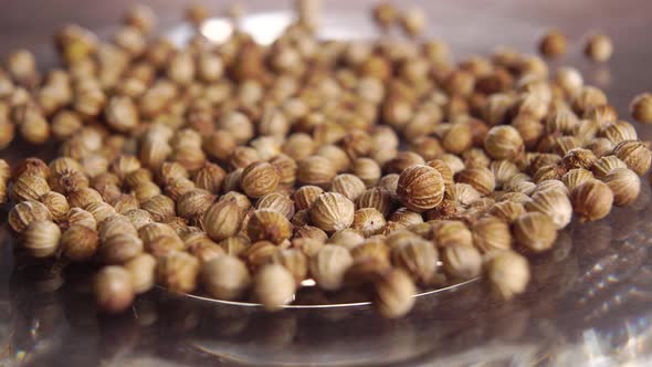 Dried whole coriander or cilantro seeds in shiny plate. Spice herb seasoning. Macro