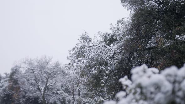 Slow motion of heavy snow fall during a snow storm in a forest