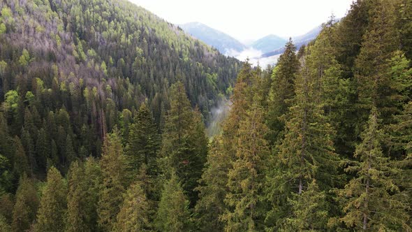 Ukraine, Carpathian Mountains: Beautiful Mountain Forest Landscape. Aerial