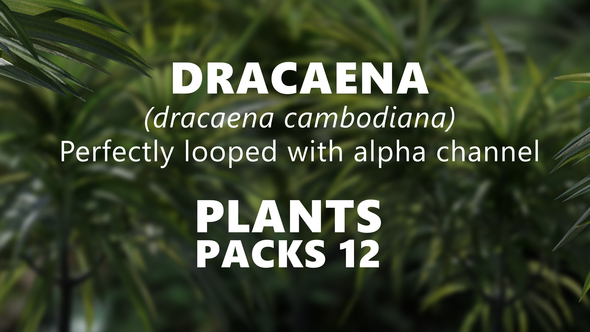 DRACAENA (dracaena cambodiana) alt
