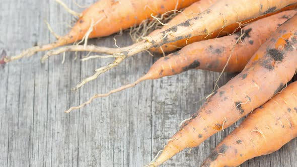 Group of Ripe Dirty Carrots Lies on an Old Wooden Background with Green Leaves