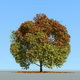 Big tree model summer season with wind animation - 3DOcean Item for Sale
