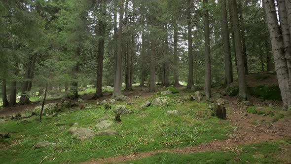 Small Forest Glade 