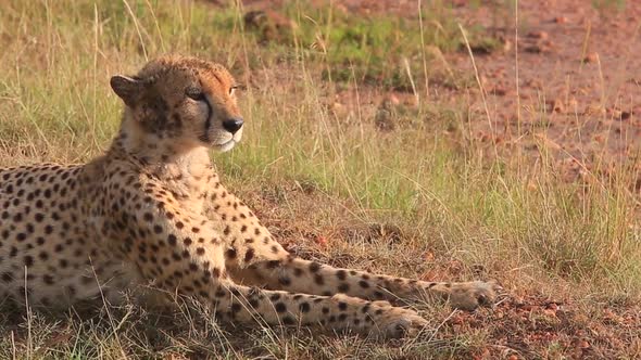Cheetah with dirty face sits and looks out over Masai Mara savanna
