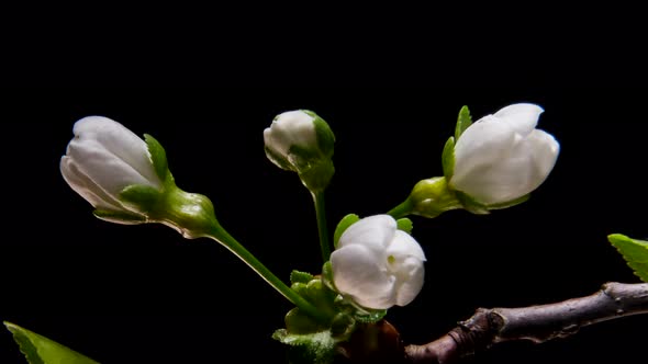 Flowering Branches on a Black Background