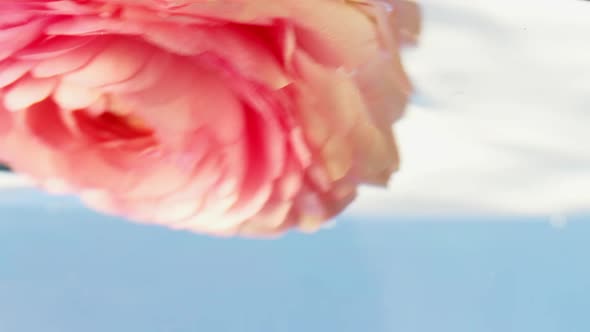 Close Up of Plunging Opened Rose Bud Inside the Transparent Water Aquarium