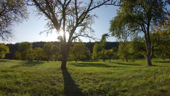 Apple orchard in autumn and the sun, shooting from gimbal