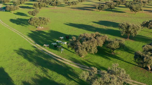 Black and White Horses in a Shade of Trees Across the Field with Lush Vegetation