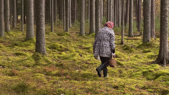 Backside View Woman Searching for Mushrooms