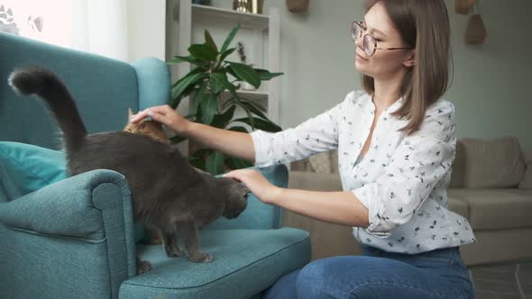 Woman Stroking Two Cats Ginger and Gray Fur Lying on Armchair at Home