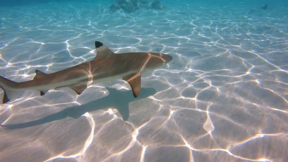 A blacktip reef shark swims in the crystal clear water of Bora Bora in French Polynesia