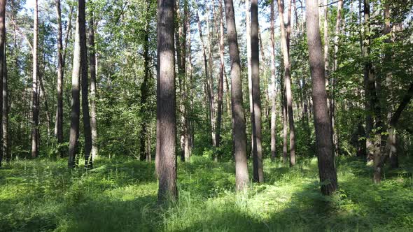 Beautiful Green Forest on a Summer Day Slow Motion