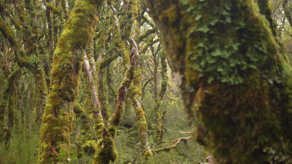 Slider, revealing vibrant Fiordland forest, Routeburn Track New Zealand