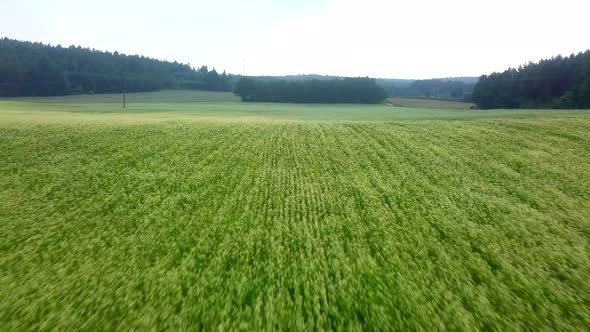 Summer Blooming White Field of Buckwheat  Aerial Video Form Drone