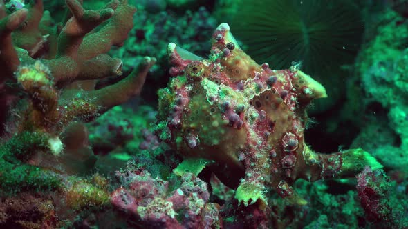 Green warty Frogfish (Antennarius maculatus) turning around on coral reef