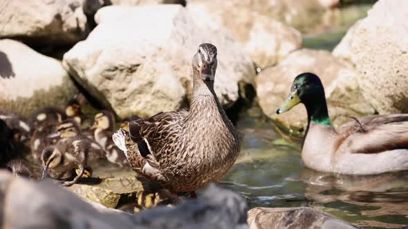 Family of Mallard Ducks at the edge of a pond in the rocks