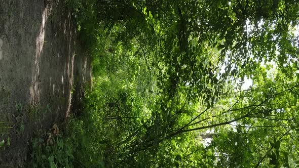 Vertical Video of a Beautiful Forest in Summer