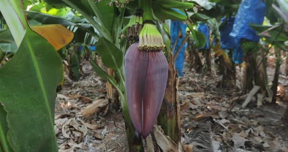 Banana Tree on Which Grows a Purple Banana Flower