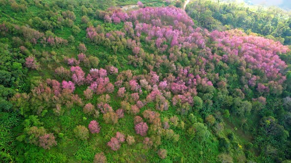 An aerial view from a drone over the Himalayan Cherry tree in a beautiful forest