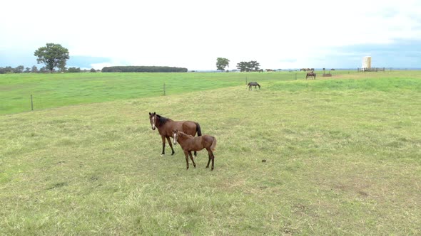 Green pastures of horse farms. Country summer landscape.