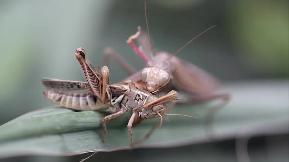 Praying mantis eating a grasshopper