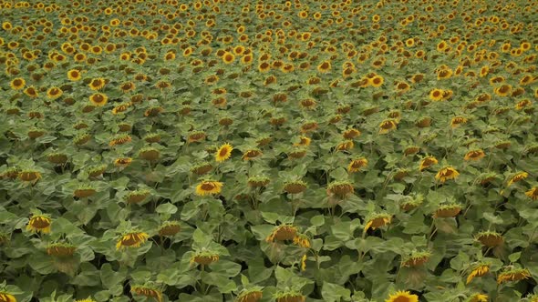 Aerial Drone Shot Flying Over Sunflower Fields Starting Low on a Close Up Rising to a Wide Shot of