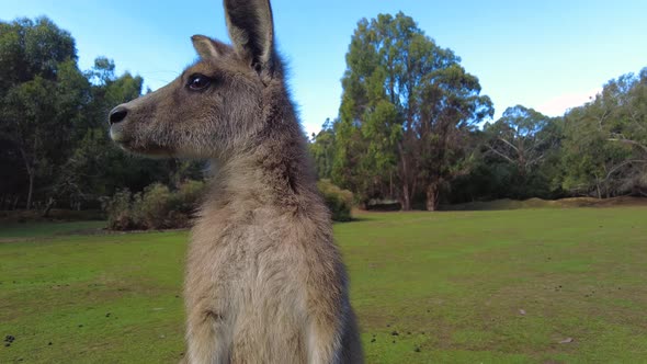 Getting up close and personal with a kangaroo.