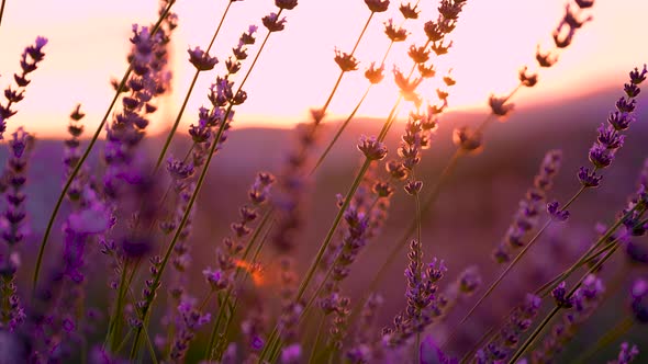 Sunset Over A Field Of Lavender