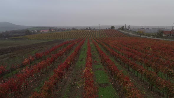 Aerial View On Vineyards In The Fall