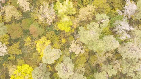 Vertical Video of an Autumn Forest During the Day in Ukraine