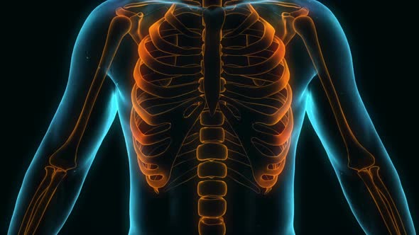 Rotating Male Body Scan With Musculoskeletal System