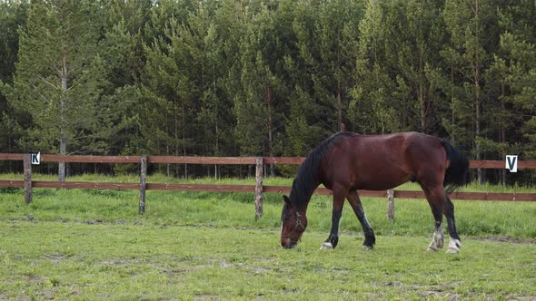 A Chestnut Horse is Grazing in a Paddock