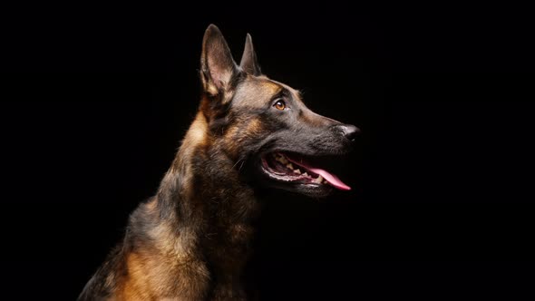 Portrait of a Malinois Bard Dog on Black Background