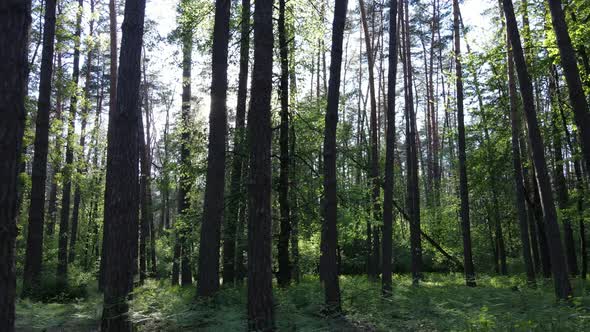 Summer Forest with Pine Trees Slow Motion