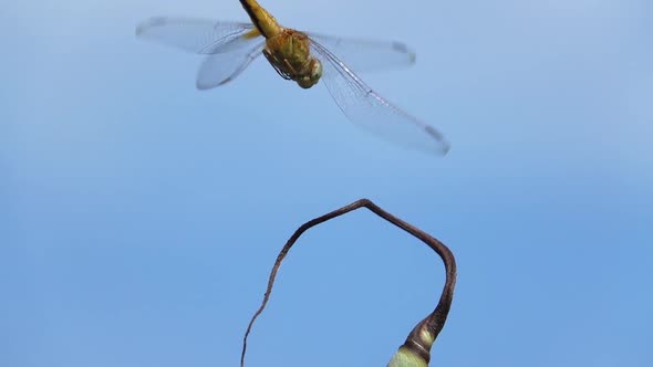 Female Scarlet Skimmer dragonfly (Crocothemis servilia) taking off and landing from a perch in Thail