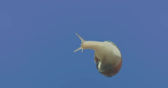 Macro shot of a snail from below as it emerges from its shell and crawls away to screen left.