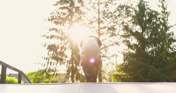 Athlete Practicing Yoga in City Park in Morning