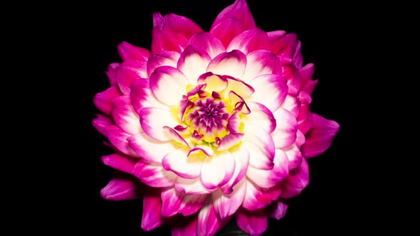 Purple White Dahlia Flower Opens in Time Lapse on a Black Background