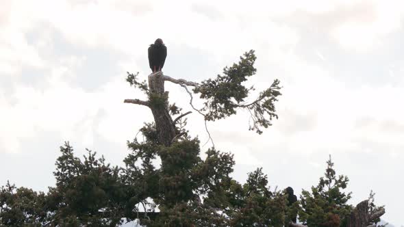 Scanning turkey vulture in the top of a pine tree looking for food in the Rocky Mountains of Colorad