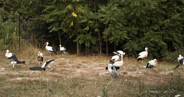 European Manyw Hite Storks Sit on the Ground Near the Forest