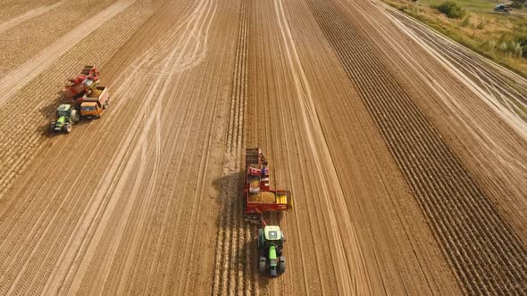 Harvesting Potatoes on the Field