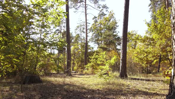 Forest with Trees in an Autumn Day