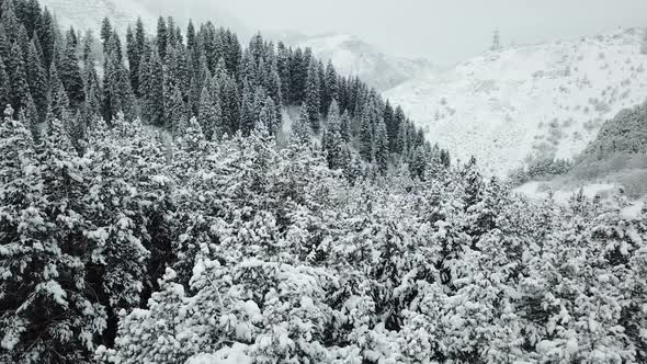 The winter forest in the mountains is covered with fresh snow, Snow falls in the forest