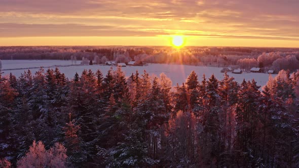 Forest at Sunrise